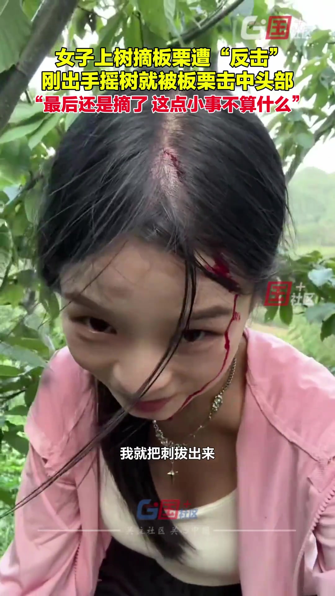 女子上树采摘板栗遭“反击”，刚摇晃树就被板栗砸中头部