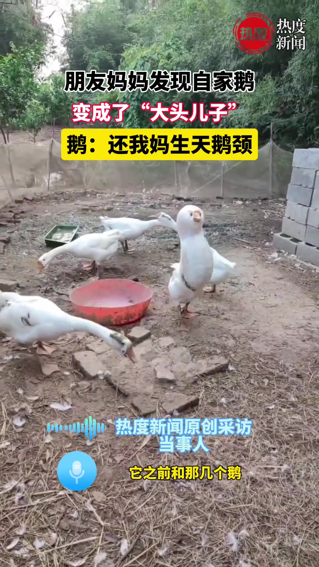 自家鹅变成了“大头儿子”，鹅：还我妈生天鹅颈