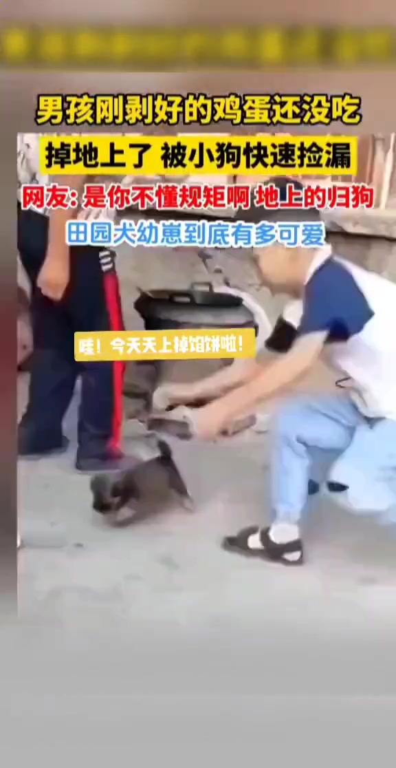 狗：你可能不知道这里的规矩掉到地上的都是我的