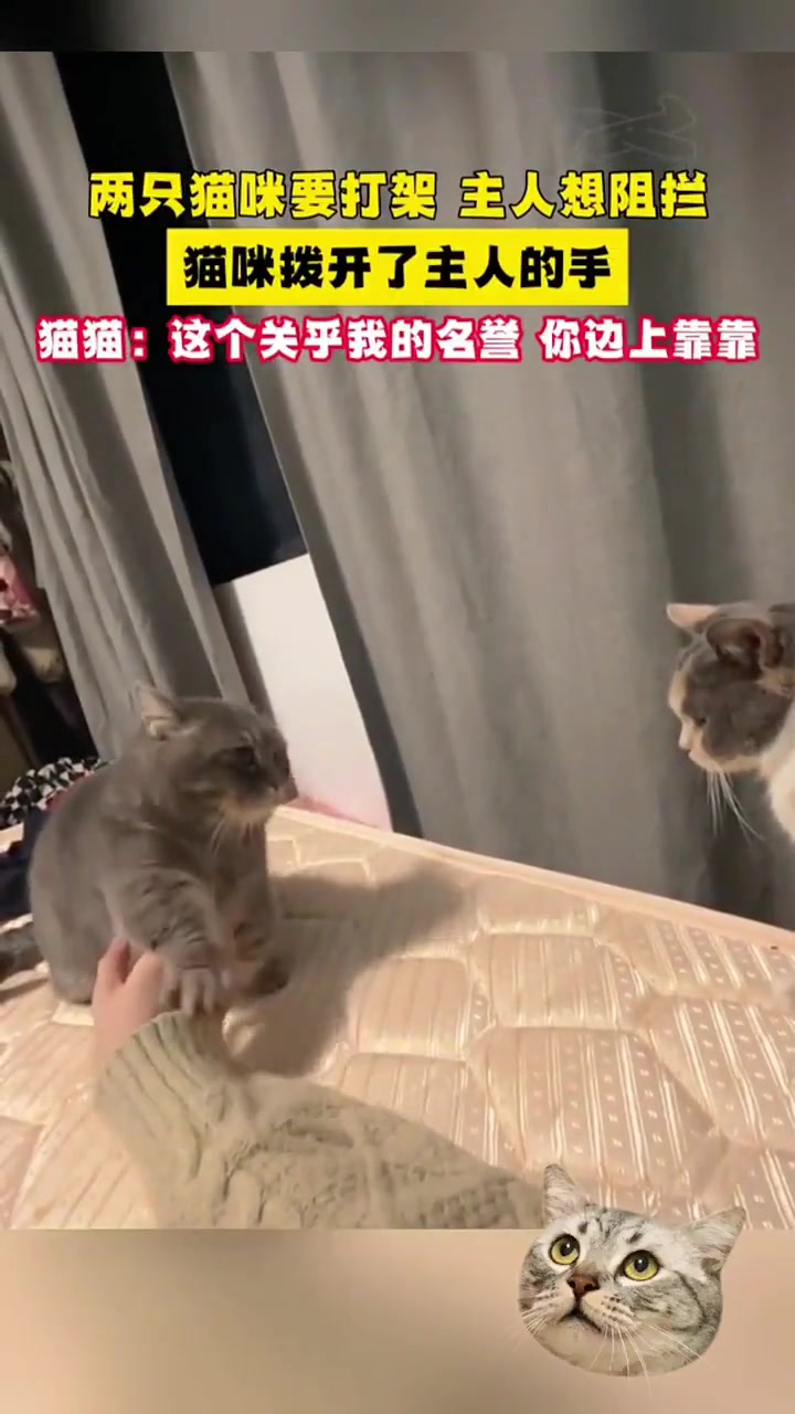 猫：摆手不是为了拒绝只是告诉你无需多言