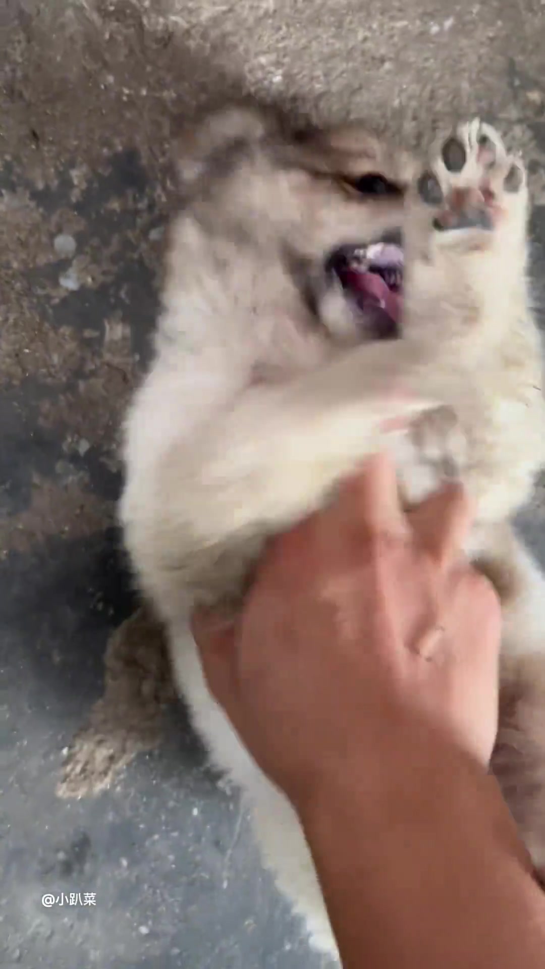 不养狗不知道养狗的乐趣