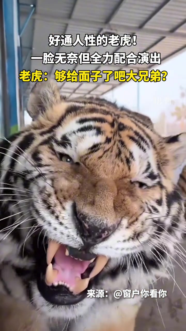 好家伙，你把我虎哥训成狗子了