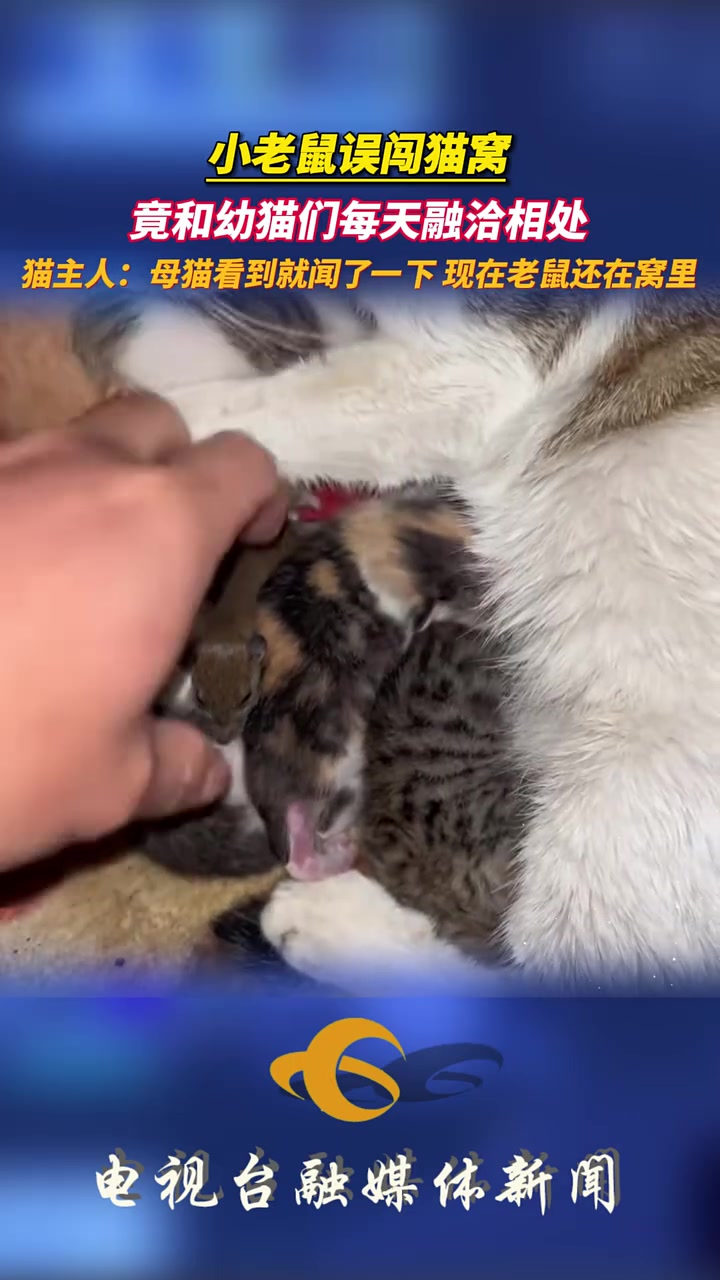 小老鼠误闯猫窝，竟然和猫咪们相处融洽