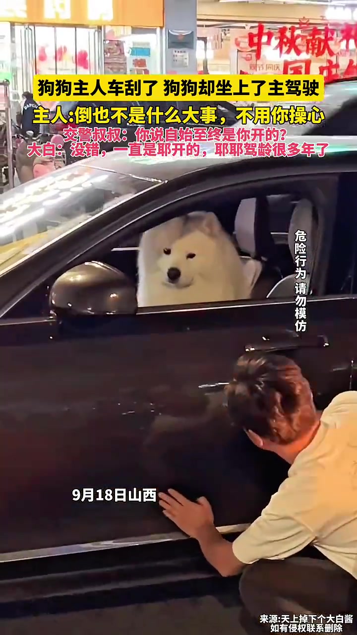 狗主车刮了，狗子却趁机坐上了驾驶位