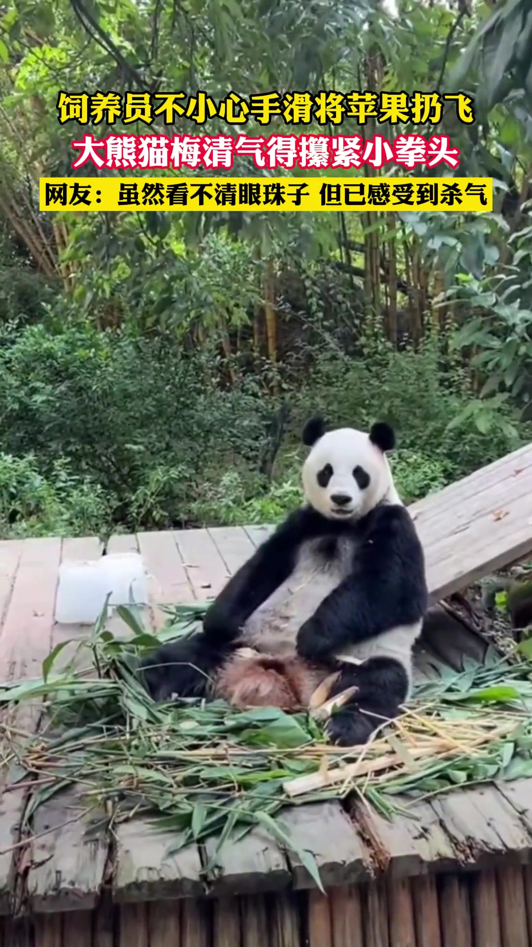 饲养员不小心把苹果扔飞了，大熊猫气的攥紧拳头