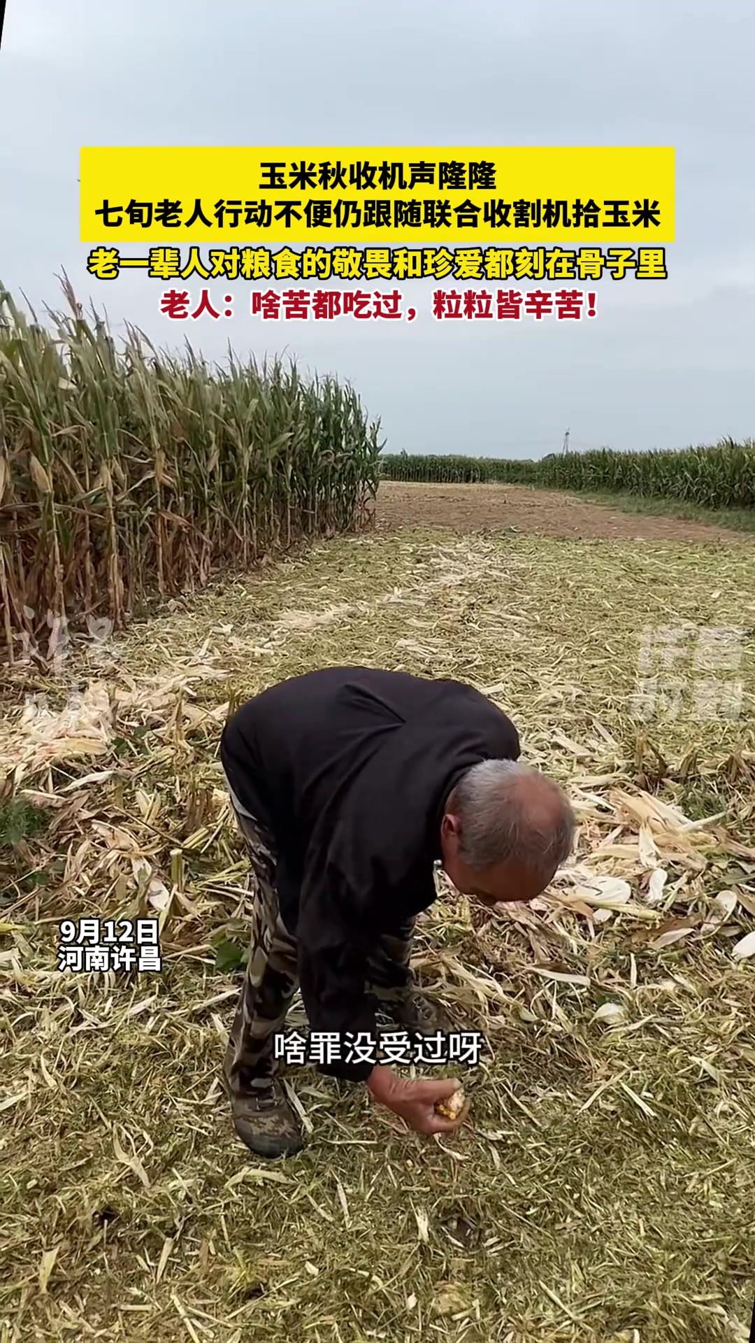 收割机隆隆作响，老人跟在机器后拾起遗落的玉米