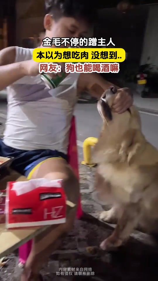金毛不停蹭主人，以为是想吃肉，结果居然是想喝啤酒