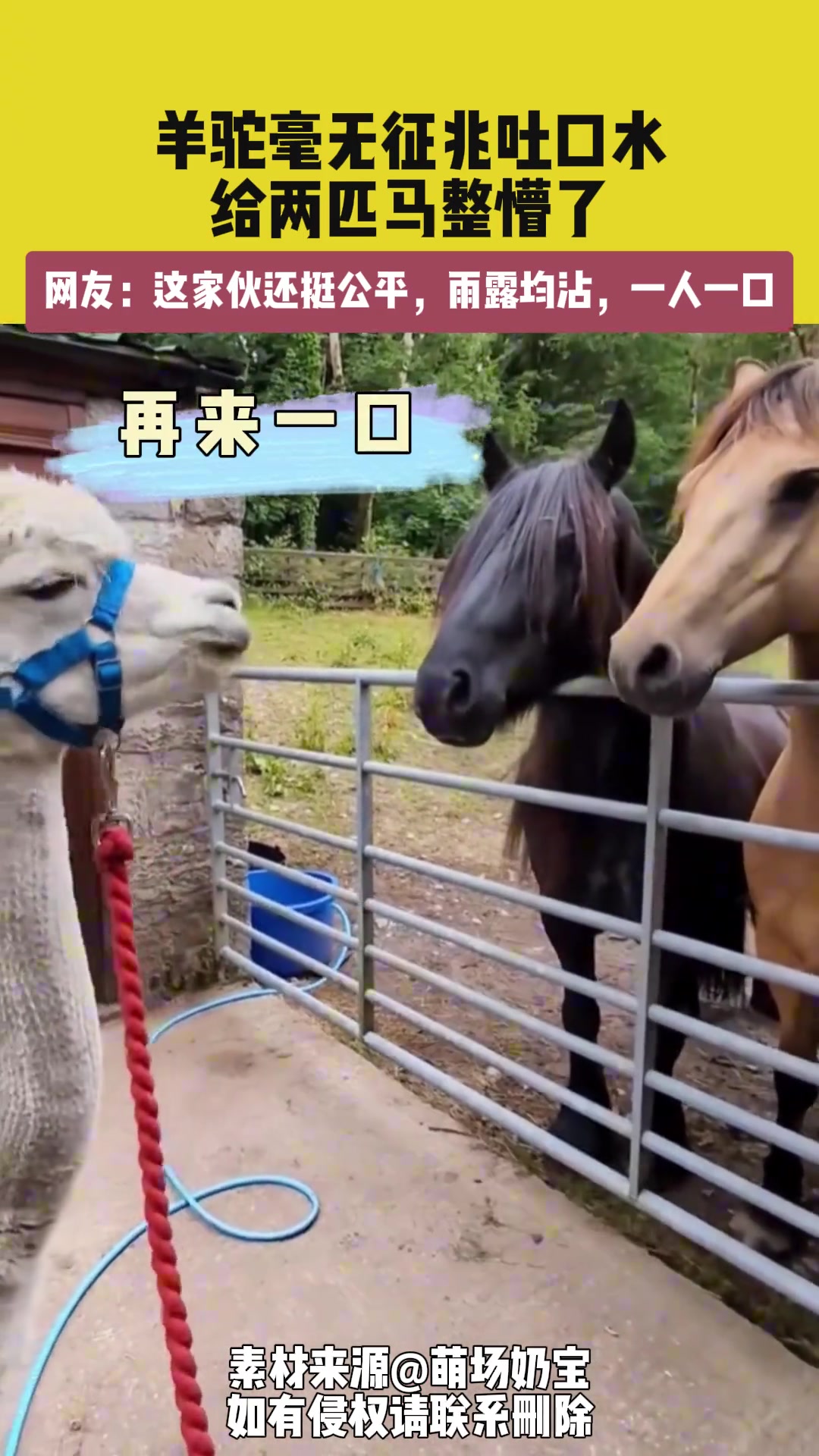 羊驼毫无征兆的朝马儿吐口水，整得俩大哥懵懂懂的