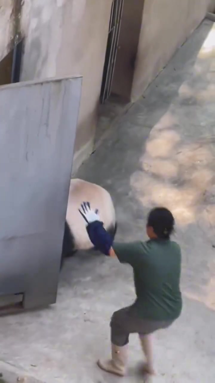我感觉是游客太吵了！熊猫扑倒饲养员，现场的人尖叫连连