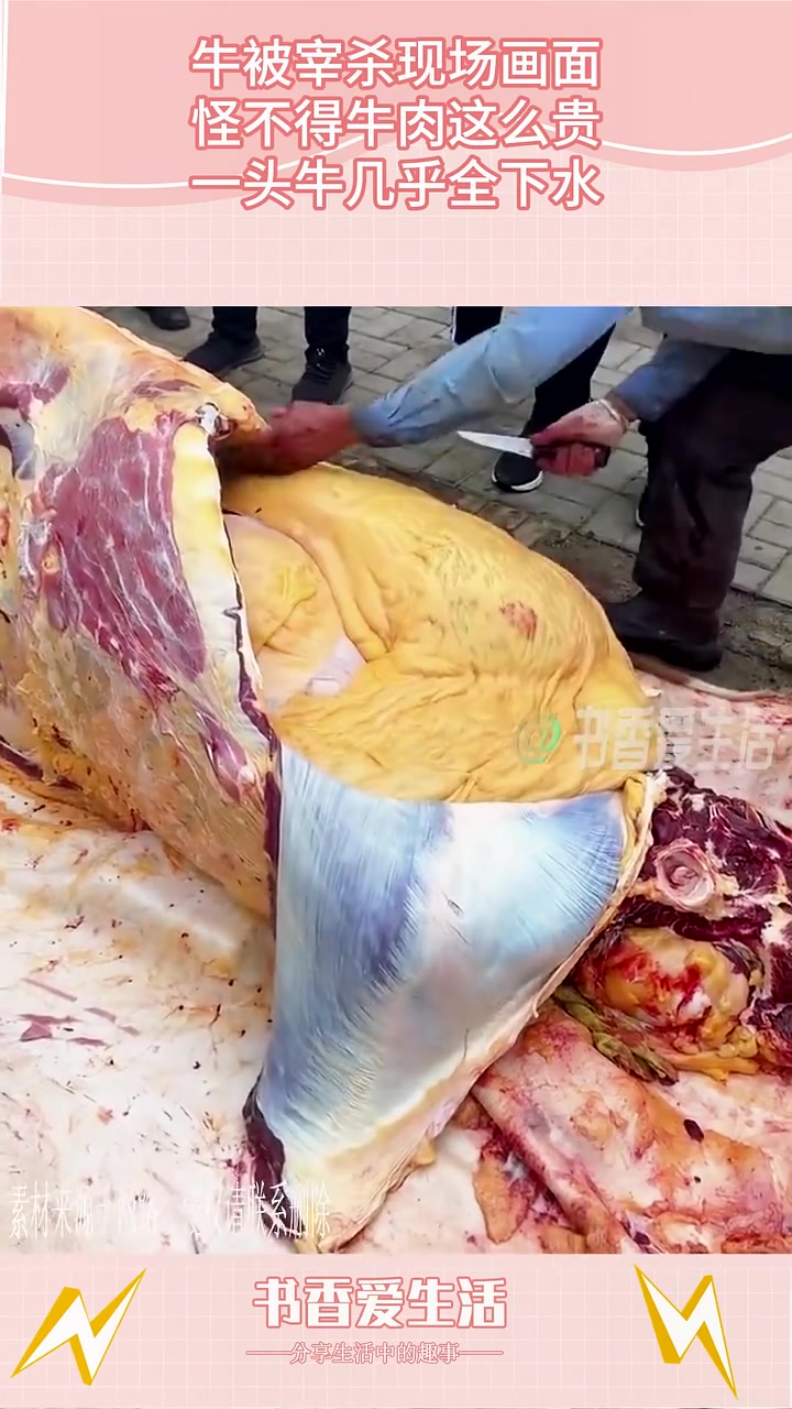 怪不得牛肉这么贵，一头牛几乎全是下水