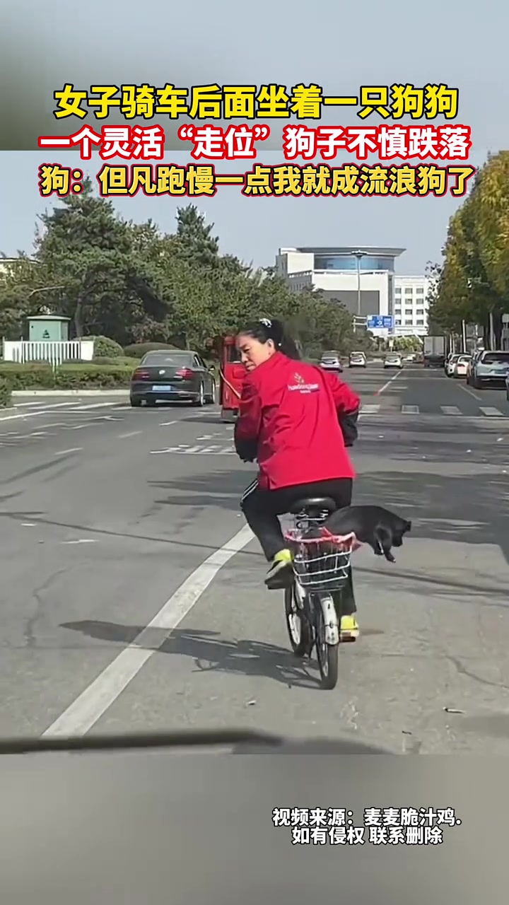 女子骑车后面坐着一只狗狗，一个灵活“走位”狗子不慎跌落！