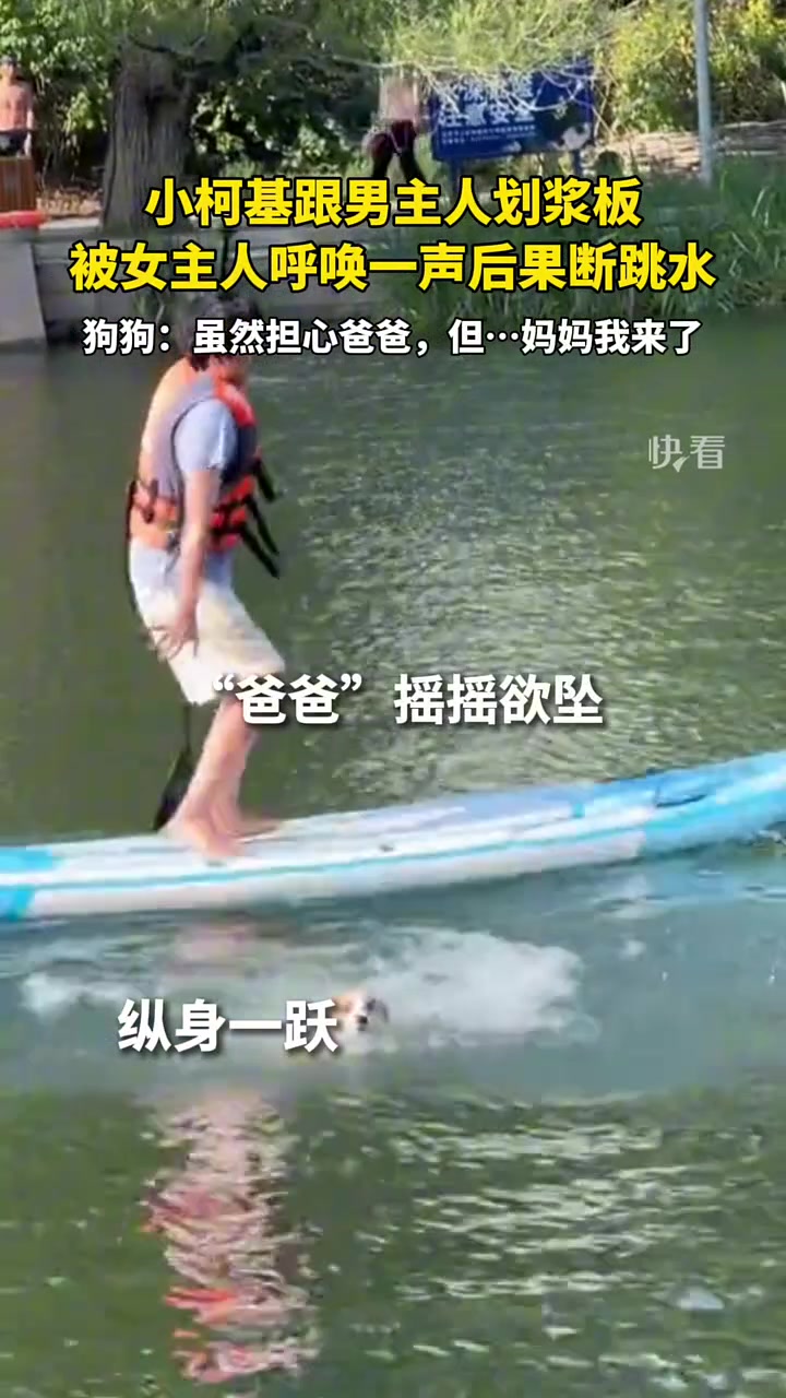 小柯基跟主人玩桨板，女主人叫了一声果断跳水