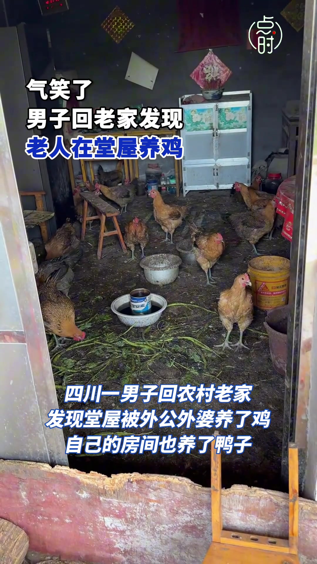 男子回家后发现老人家在堂屋里养鸡鸭，都被气笑了