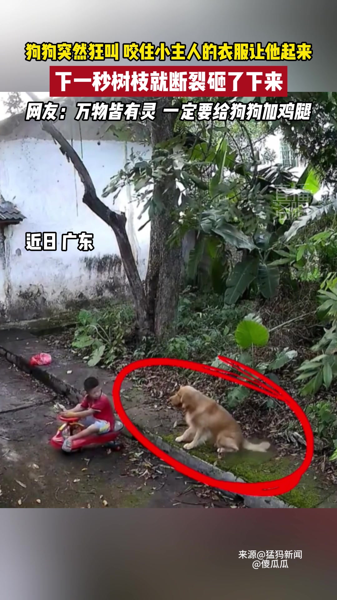 狗子突然狂叫，扯住小主人的衣服就走，下一秒树枝就砸了下来