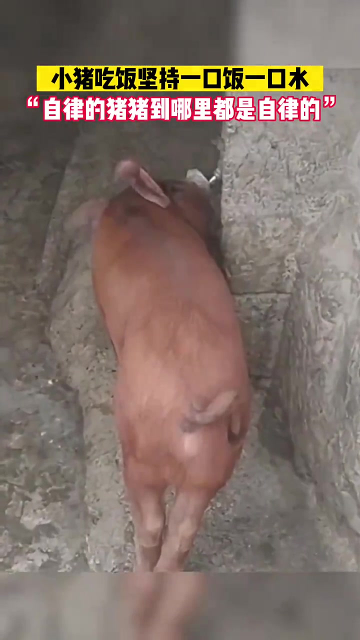 这是我见过最自律的猪猪
