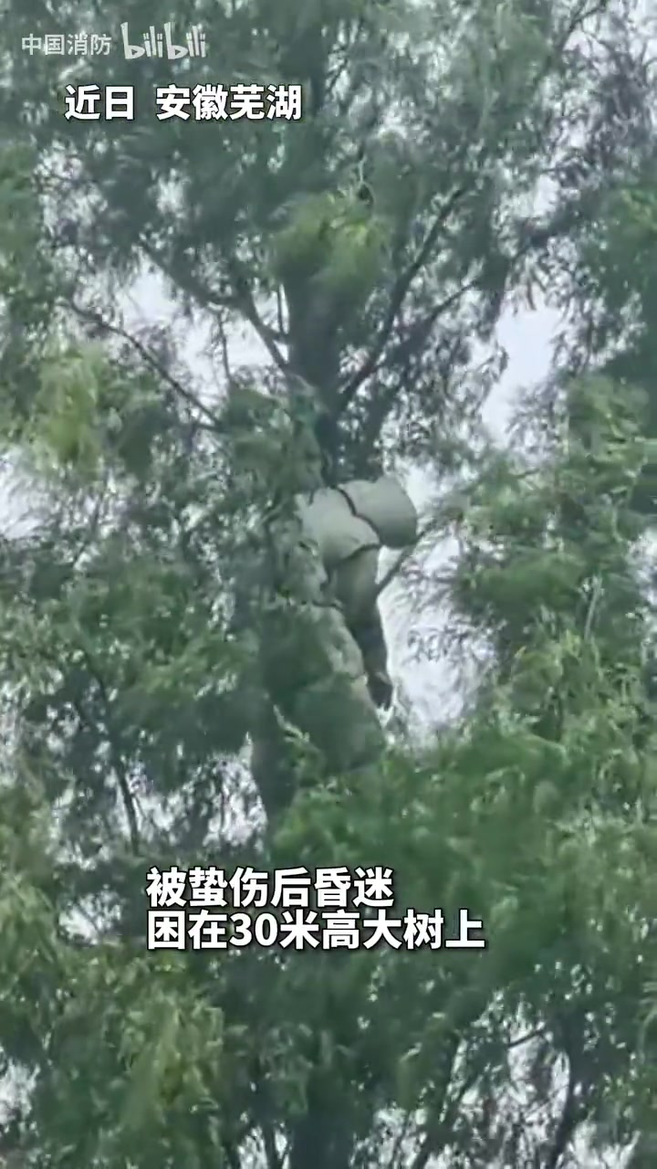 叔叔提醒您：马蜂不好惹，掏窝需谨慎！！！