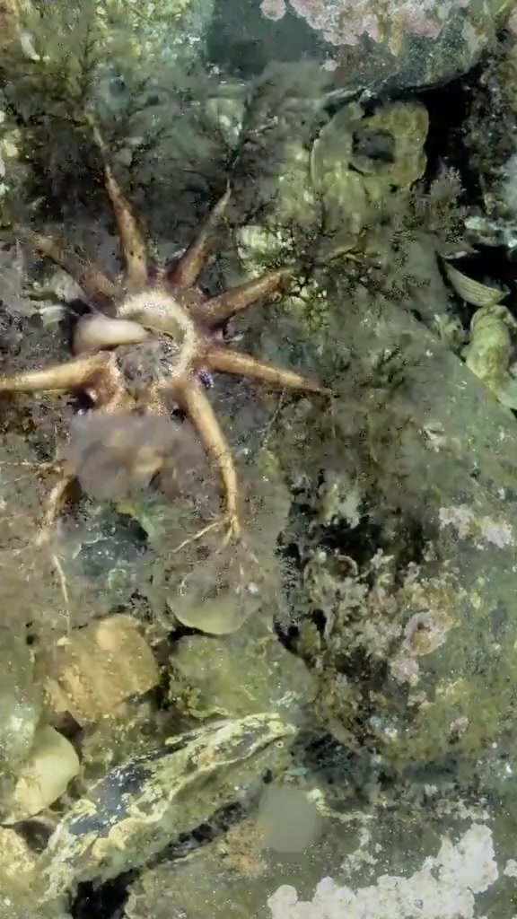 神奇的海洋生物，捕食的样子好像吸手指！！