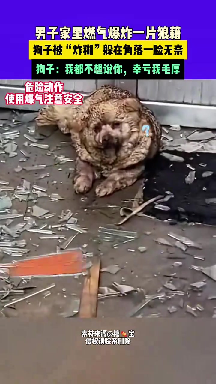 狗：以后请叫我焦糖狗奇朵