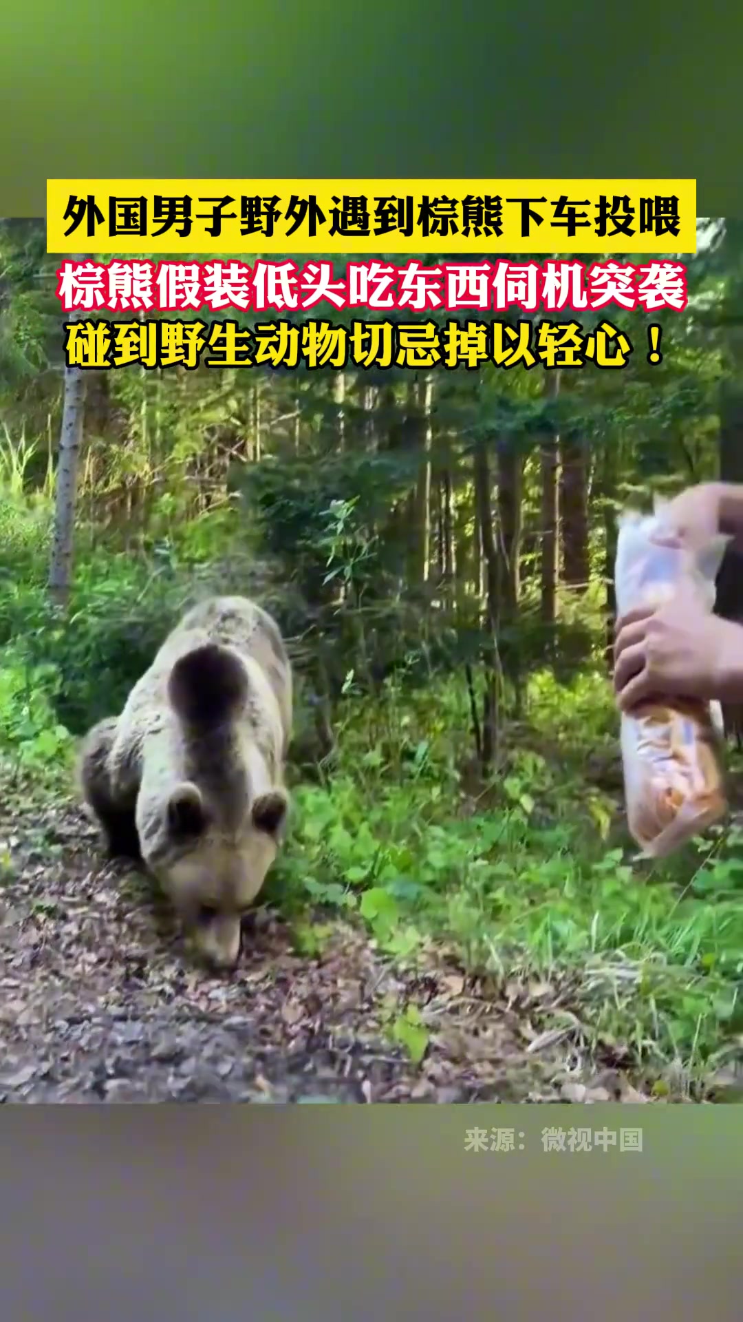 外国男子在野外偶遇棕熊，下车喂食，棕熊佯装进食伺机发动突袭