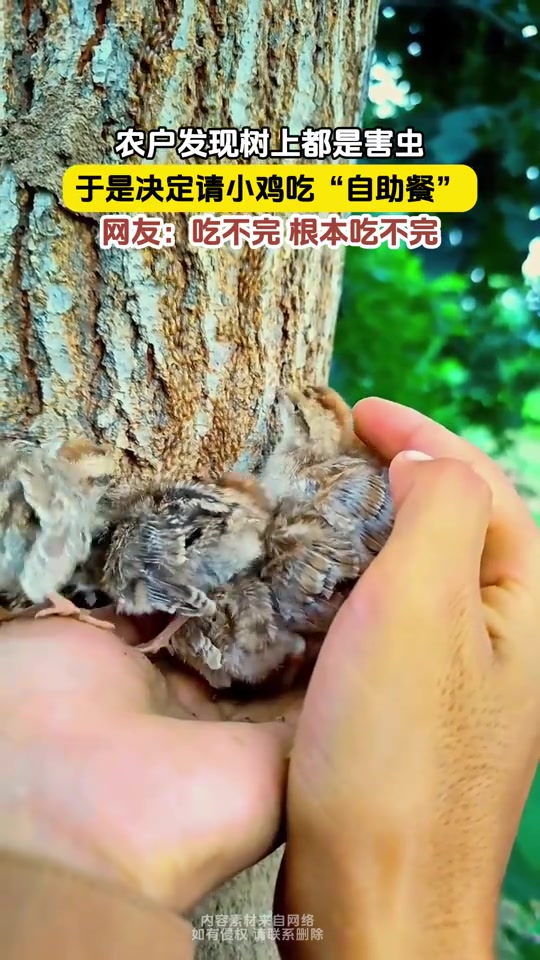 这下真吃到“自助餐”了