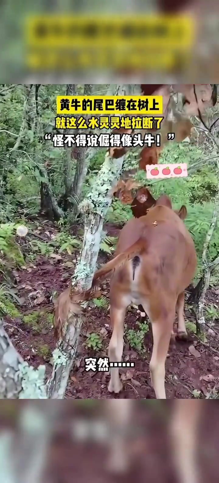 黄牛的尾巴缠在树上，就这么水灵灵地拉断了