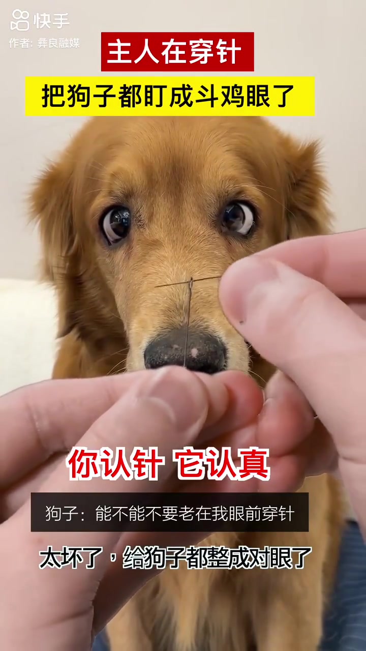 主人在穿针，狗子一动不动都盯成对眼了