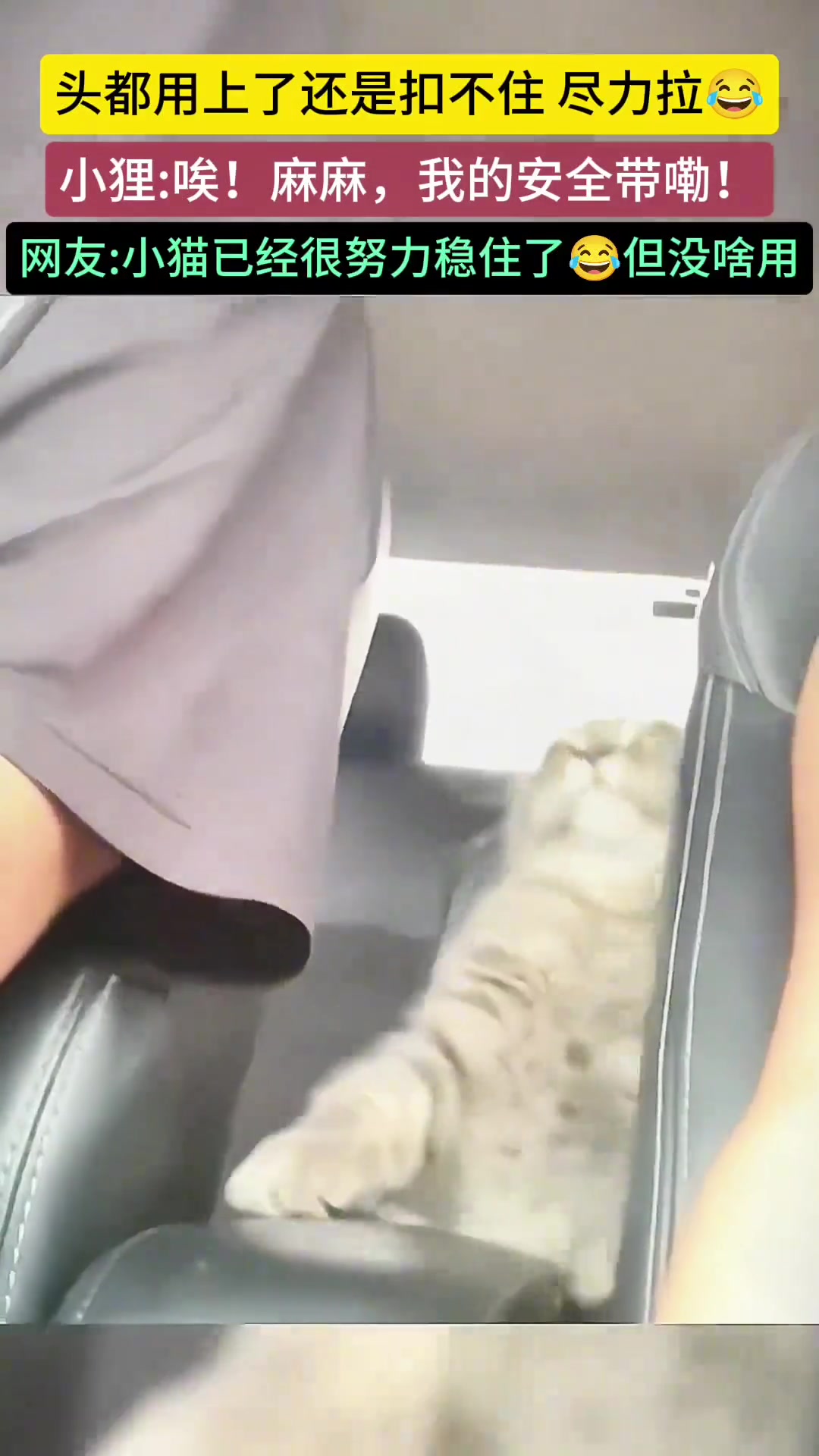 猫咪已经很努力了，确实需要安全带！