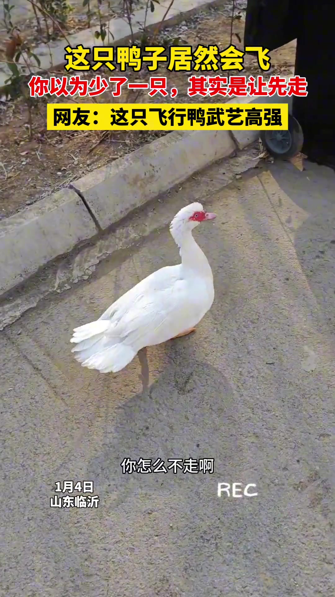 主人：怎么不走啊鸭子：急啥我会飞啊
