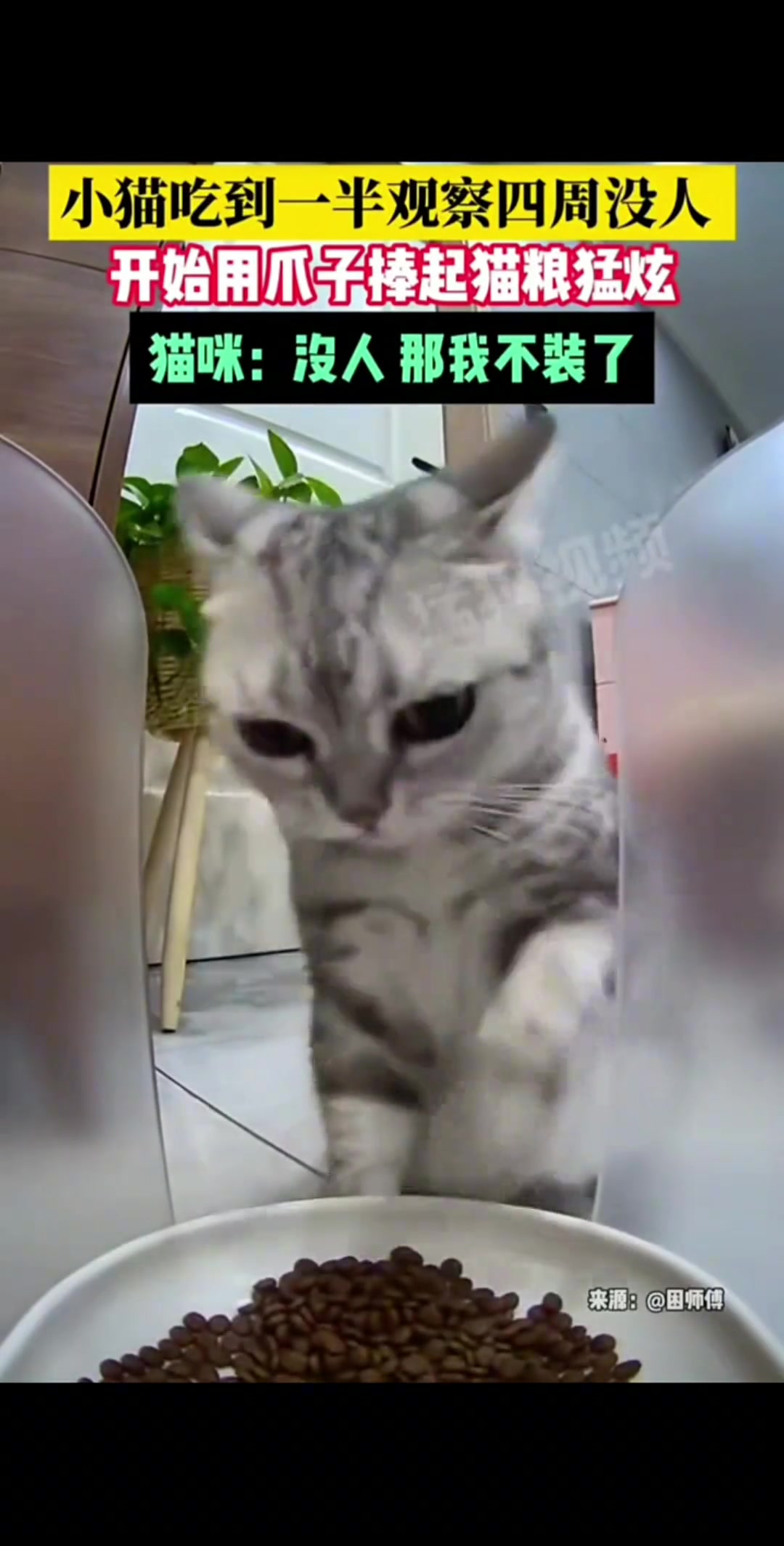 猫：没人看了吧那我就放心了