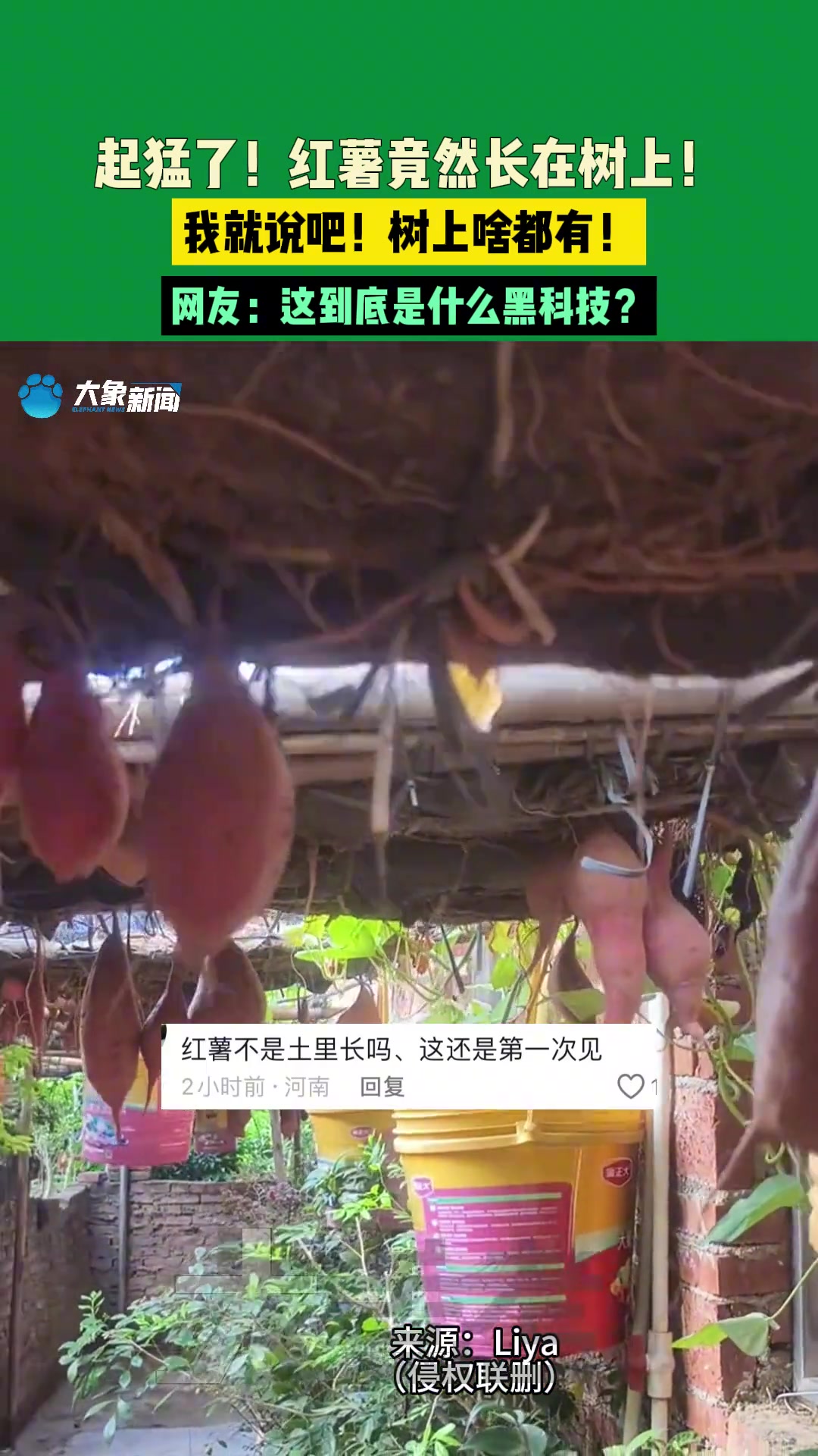起猛了！红薯竟然长在树上！我就说吧！树上啥都有！