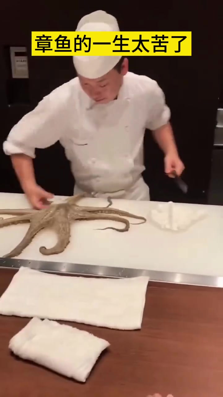 章鱼这一生也太美太苦了！！
