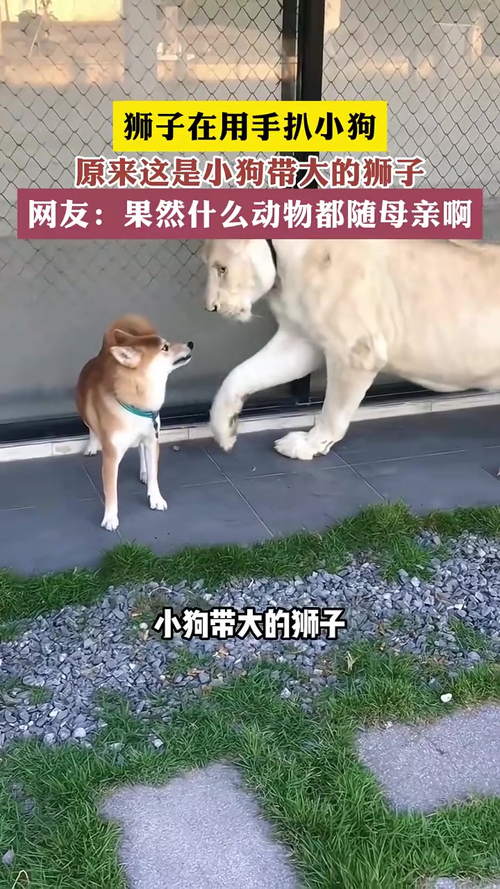 谁都怕妈妈啊！狮子直接被狗子一个眼神吓跑！