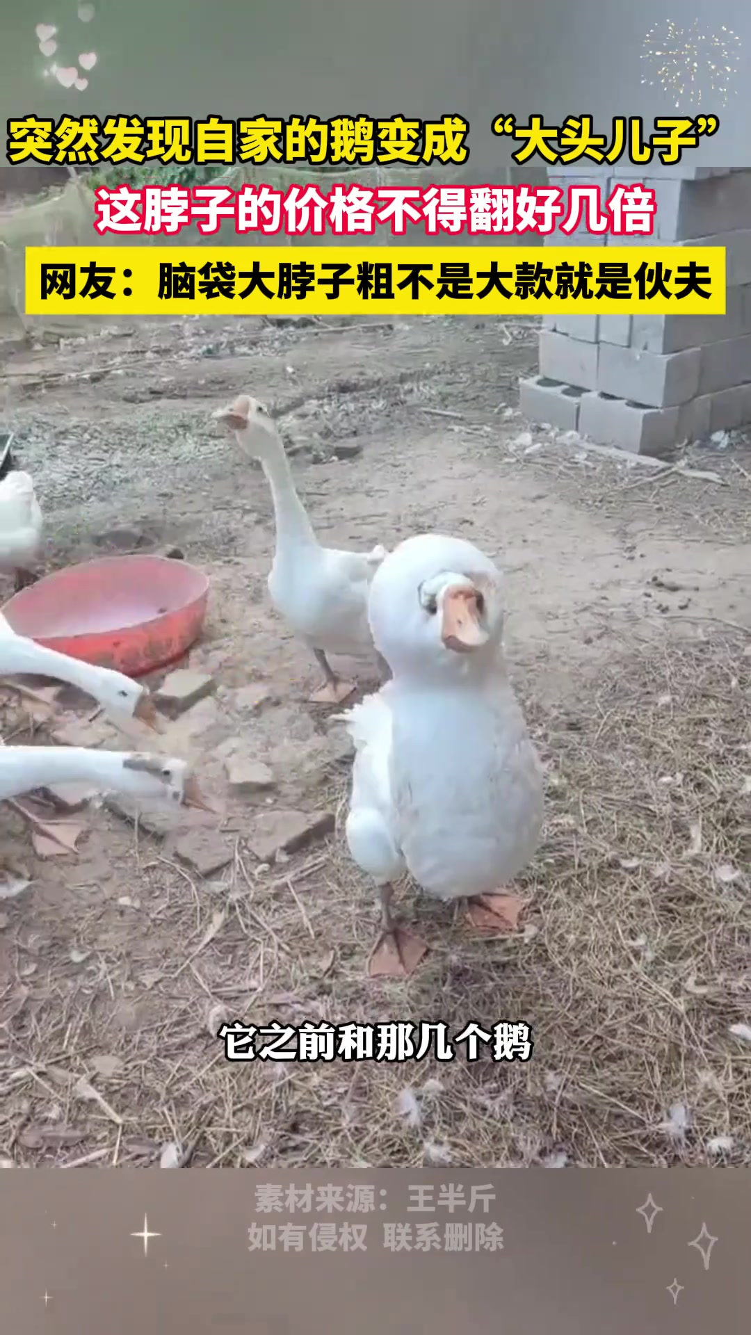 大鹅变异突然发现自己家里的鹅变成了“大头儿子”