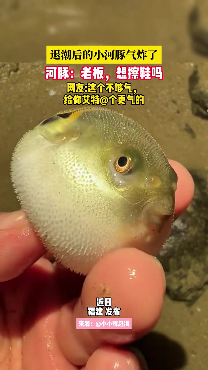 建议寄给我玩！退潮后的小河豚气炸了！