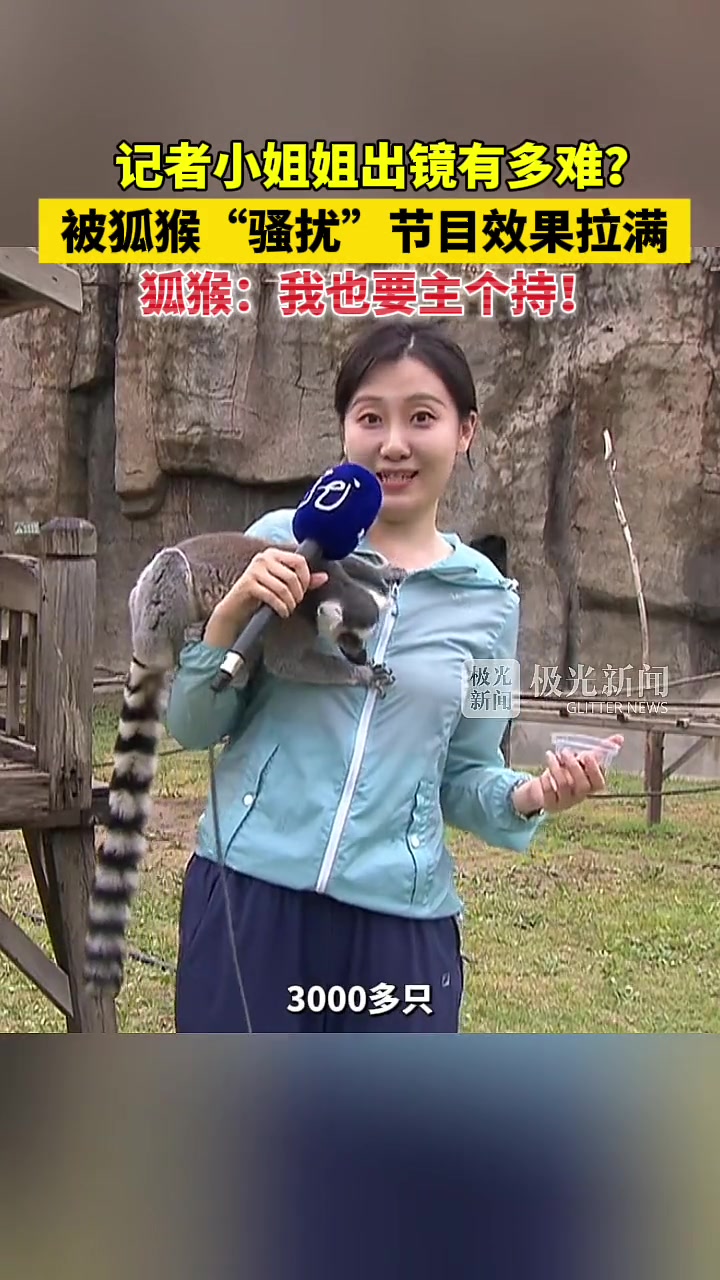 记者小姐姐出镜有多难被狐猴“骚扰”节目效果拉满