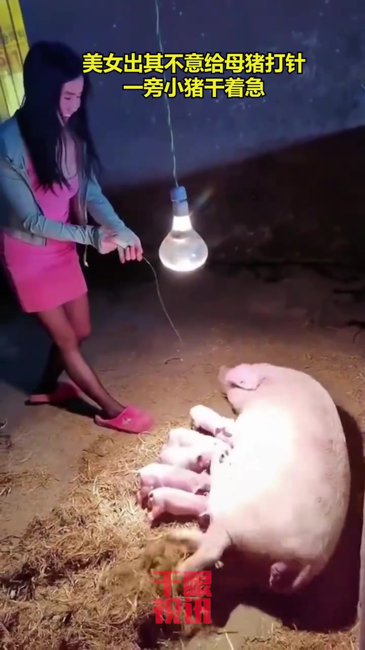 美女出其不意给母猪打针，一旁小猪干着急