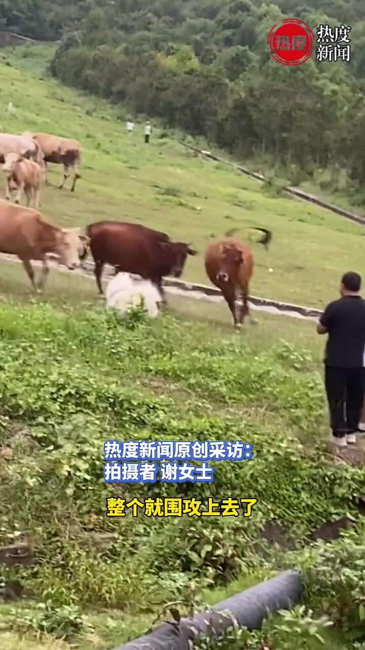 主人不牵绳狗肆无忌惮追逐牛，引发牛群愤怒围攻逼退狗！