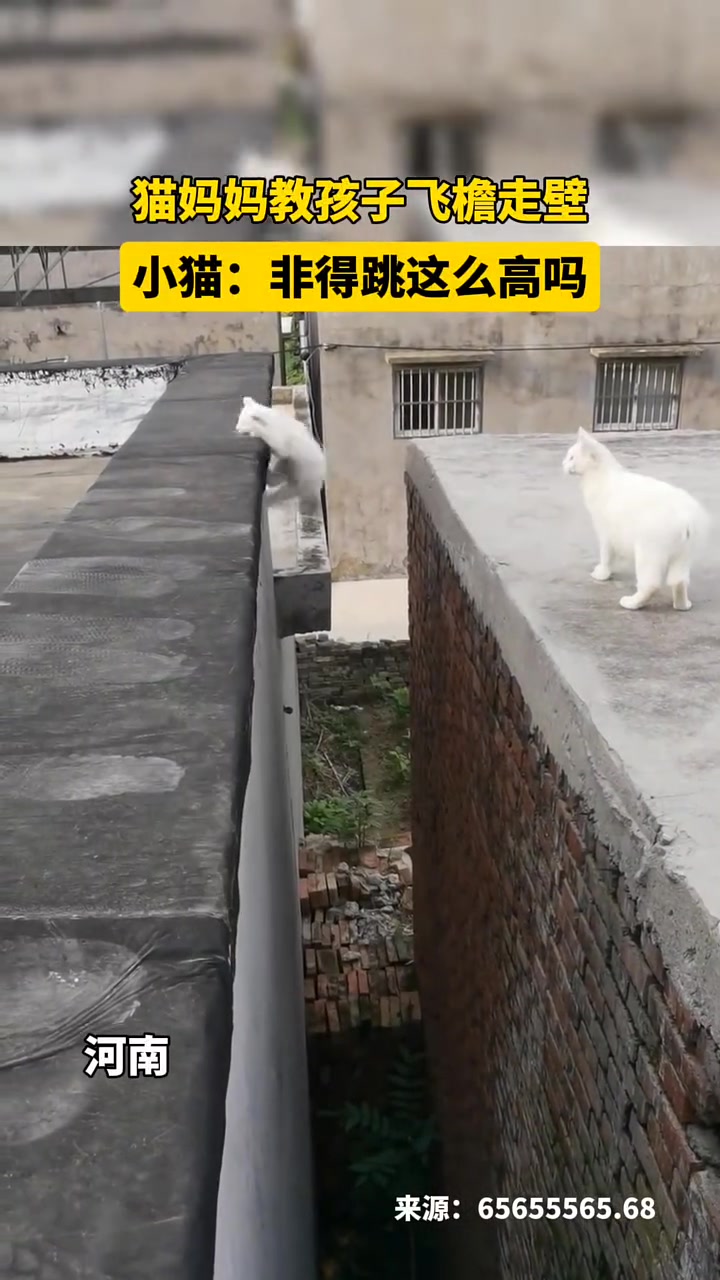 猫妈妈教孩子飞檐走壁，小猫幸好我有九条命
