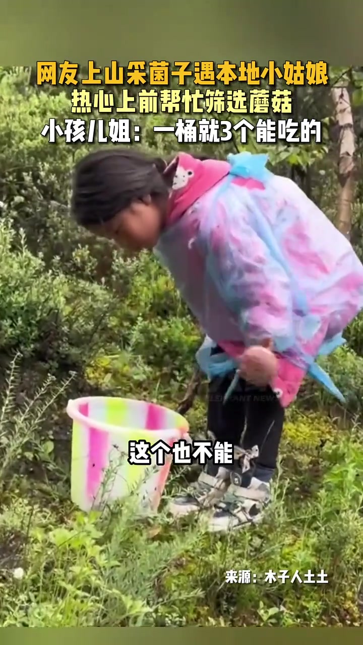 网友上山采菌子遇本地小姑娘，热心上前帮忙筛选蘑菇