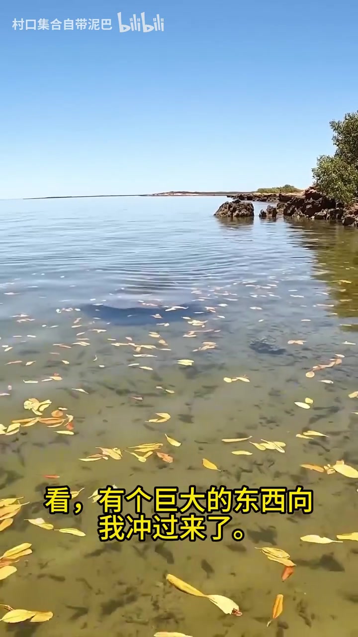 近距离看看鳐鱼的尾针！！
