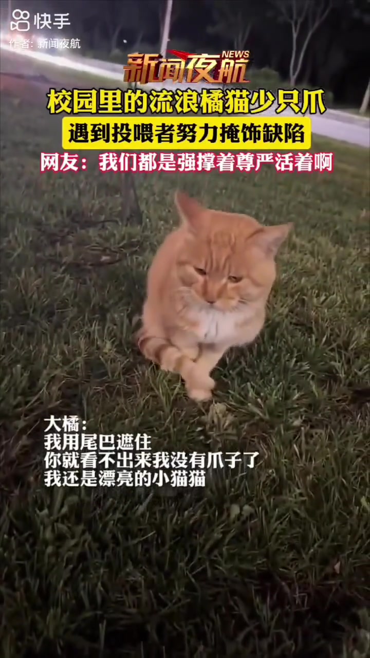 流浪橘猫少只瓜，遇到投喂者努力掩饰缺陷