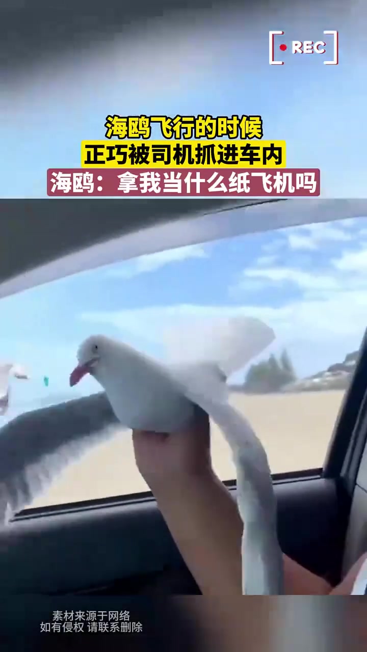 海鸥：礼貌吗你，拿我当什么纸飞机吗