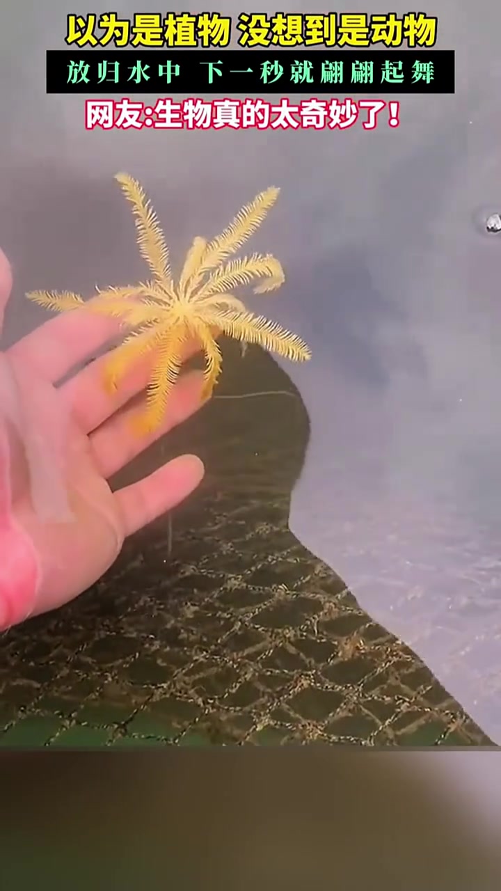 一遇海水变化龙我一般叫它动植物！