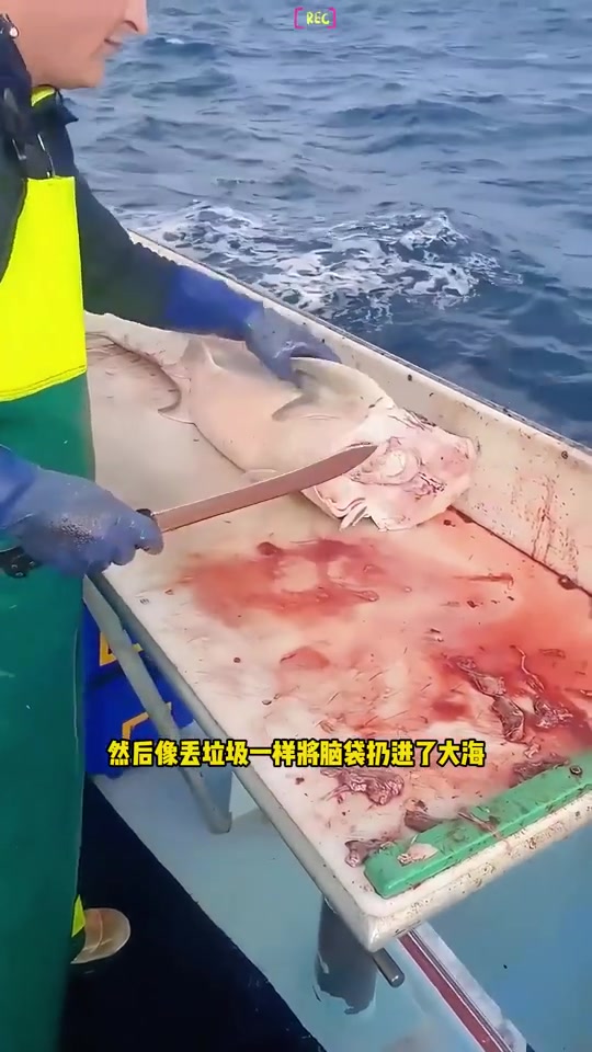 你们鲨鱼都吃这么好的吗，还能过剩了！！！