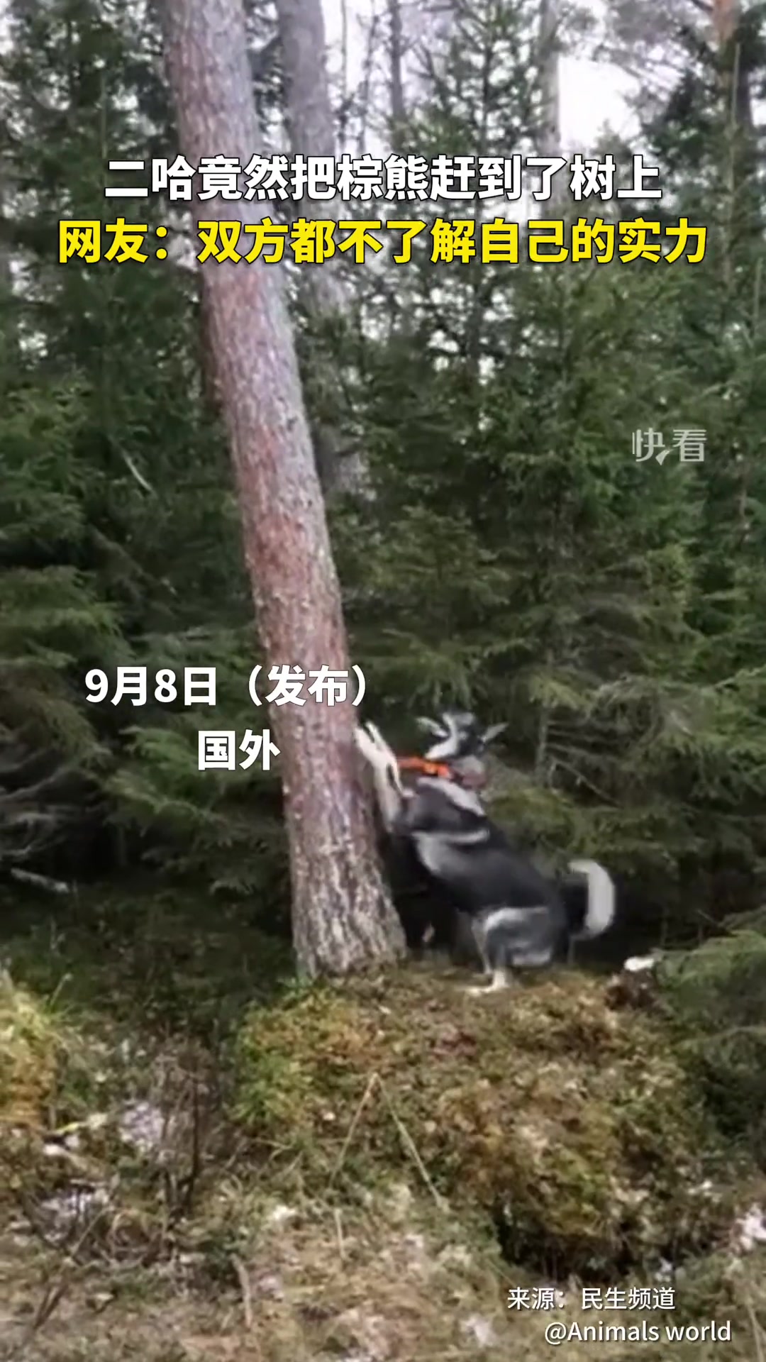 能把熊逼上树遇强则强，实力不详！正所谓功夫再高也怕菜刀！