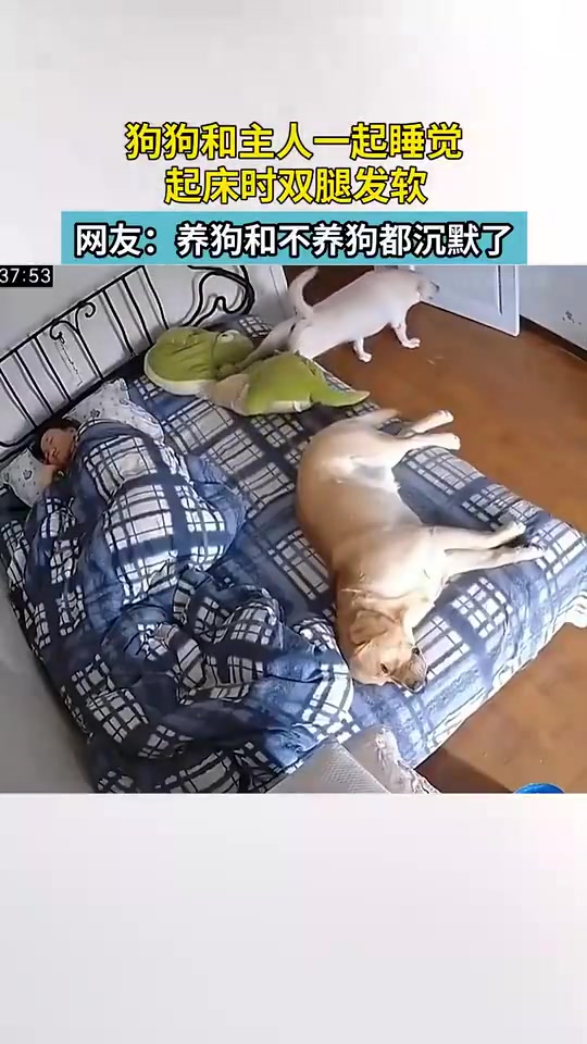 和主人睡了一觉，下床腿都是软的！
