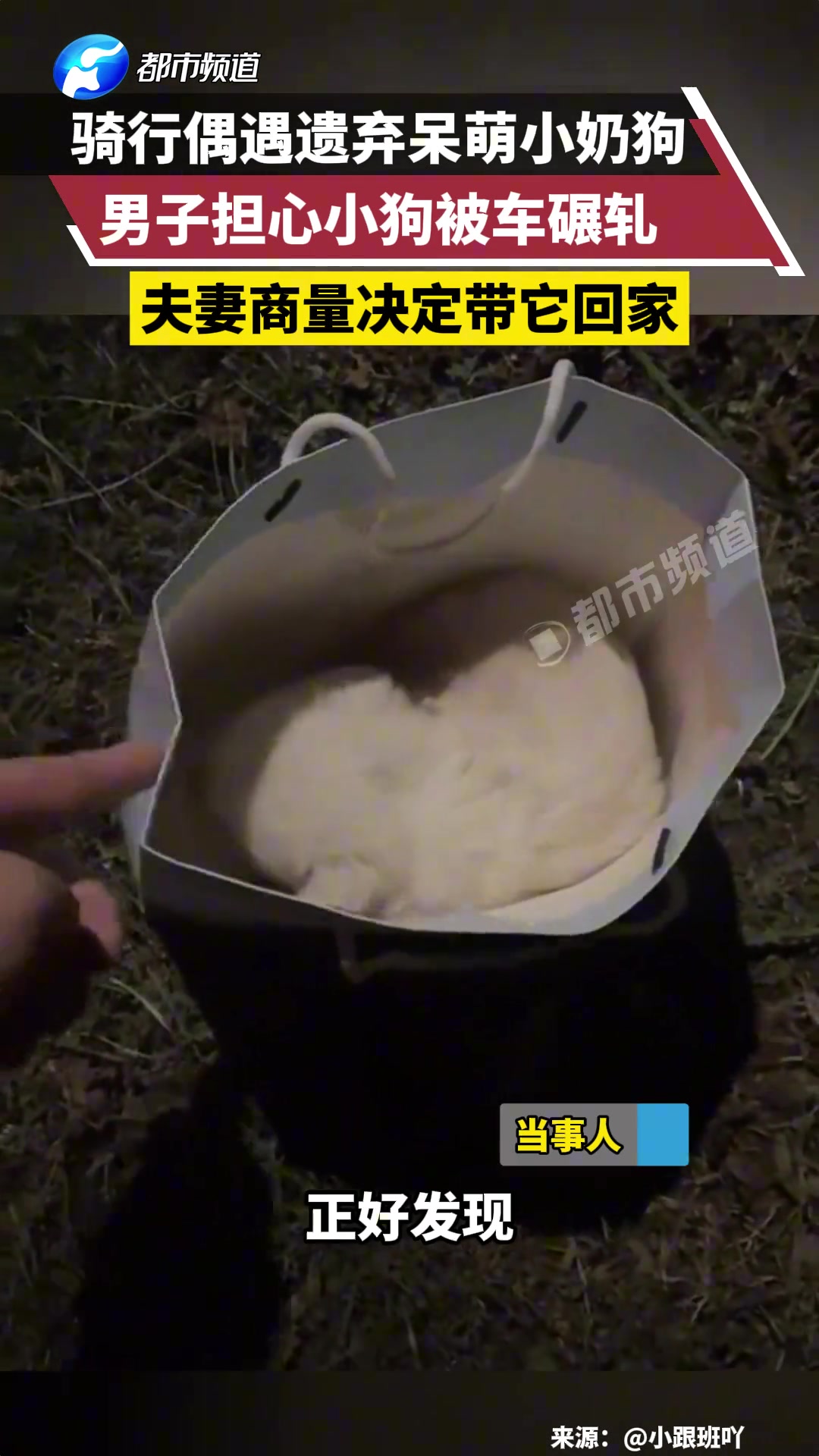 这么可爱的小狗都会被遗弃夫妻两商量决定带它回家！