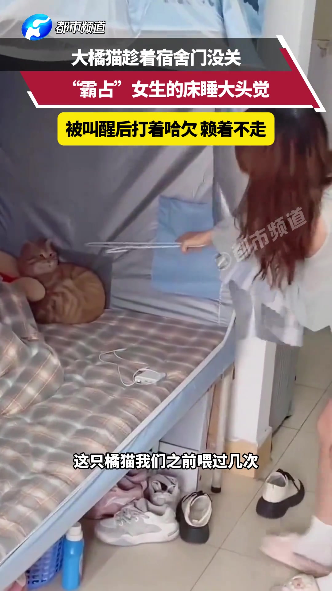 橘猫趁宿舍门没关，“霸占”女生的床，赖着不走！！！