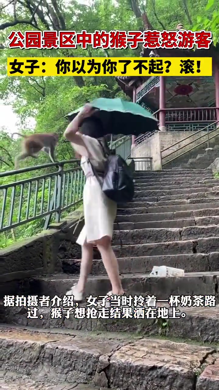 猴子抢女子的奶茶被一顿臭骂，网友：碰到厉害的了！