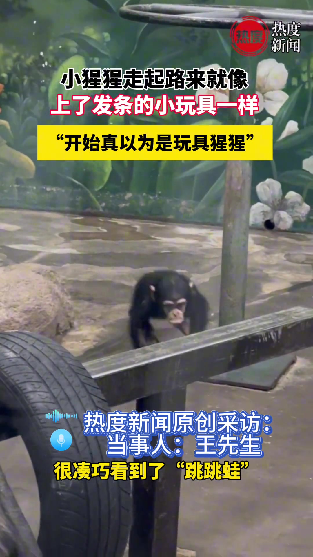 以为是上了发条的玩具猩猩！结果竟然是真的小猩猩